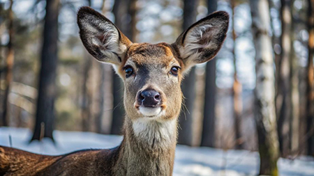 deer